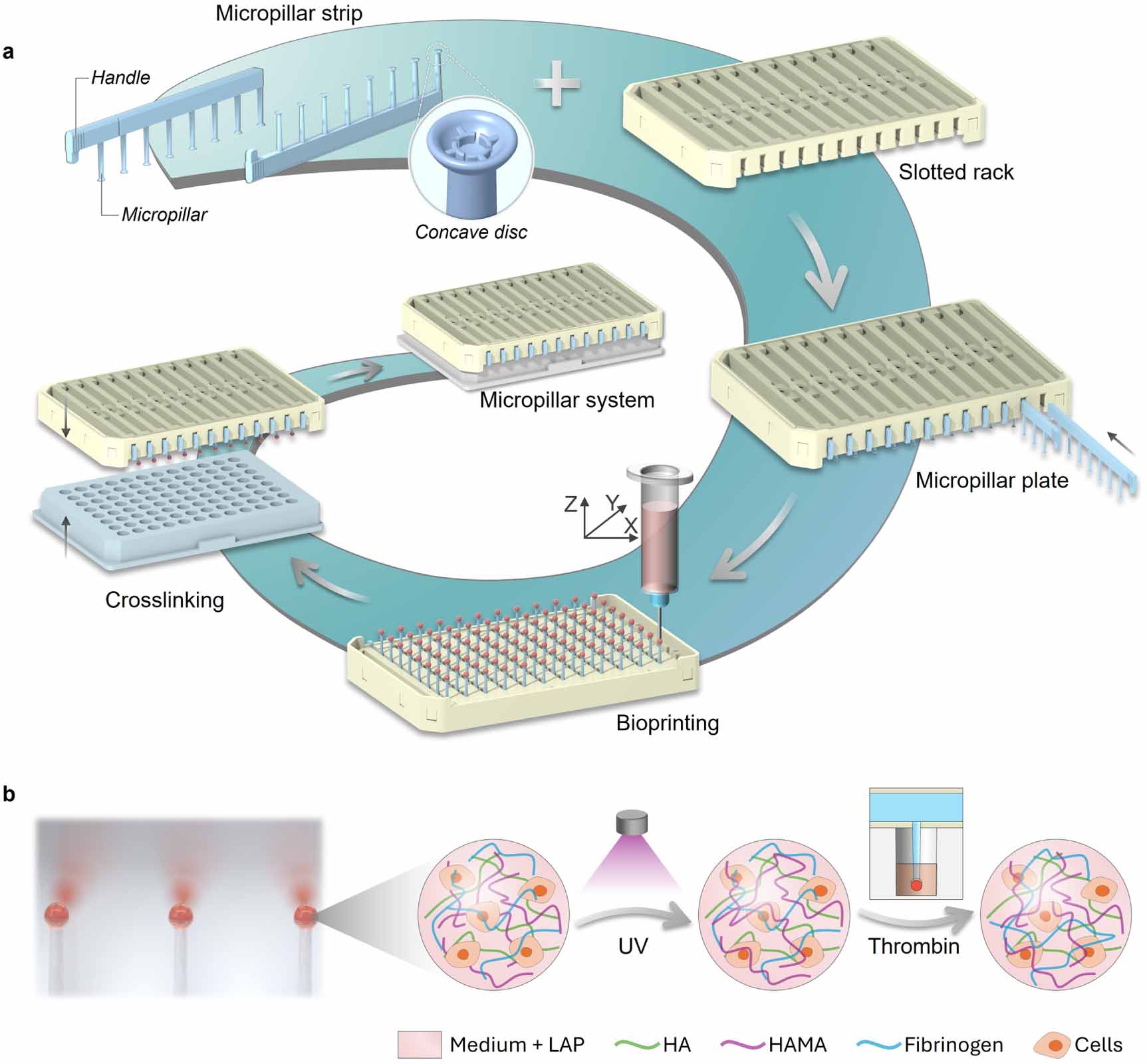 Liver-on-Micropillar: a humanized, animal-free platform for high ...