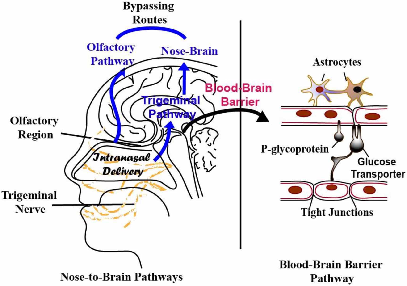 what is the difference between l glutamine and glutathione L-Glutamine vs L-Glutathione: What's the Difference? – H-PROOF