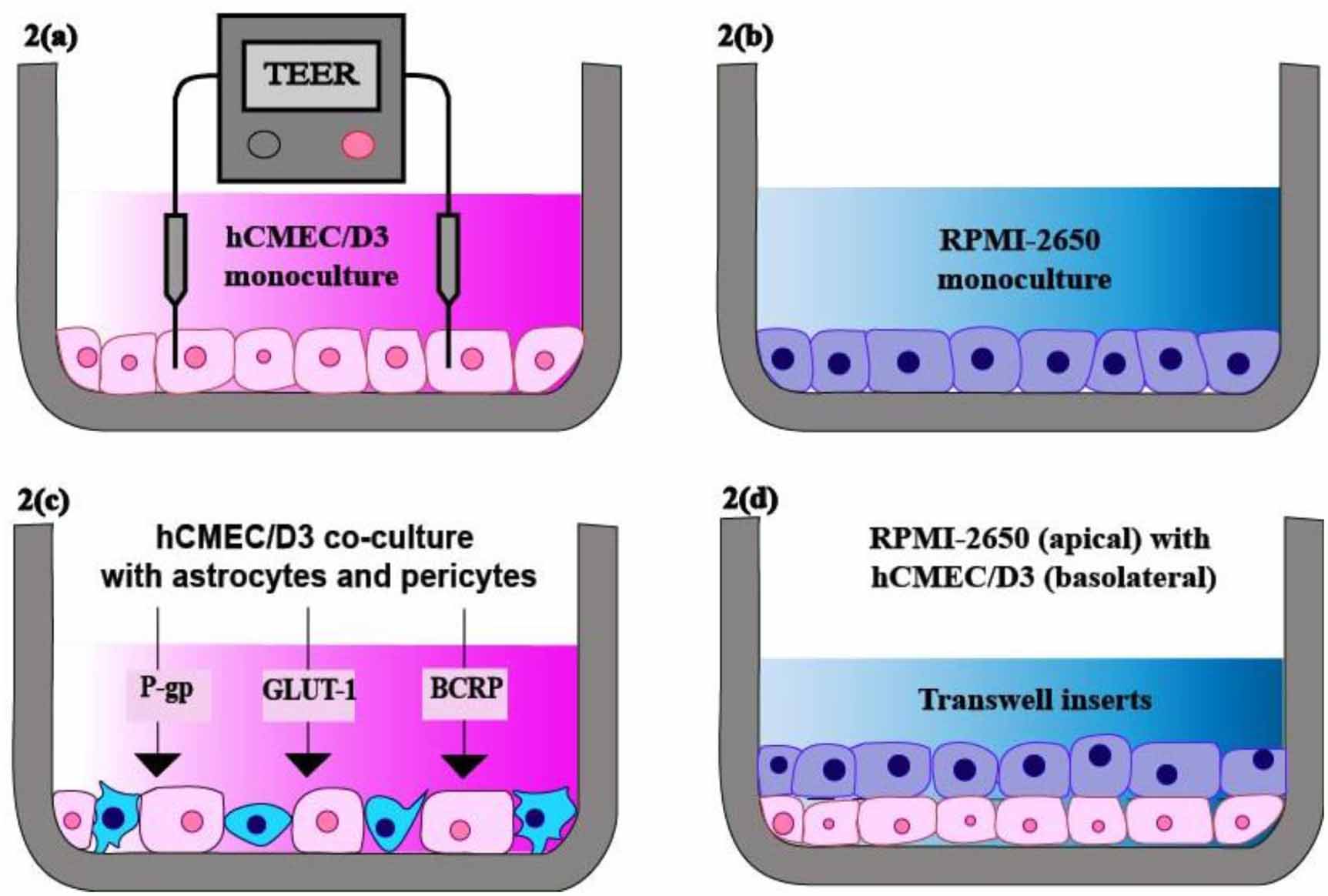 Biofabrication of 3D bioprinted and organ-on-chip bloodbrain barrier  models using hCMEC/D3 for intranasal delivery of central nervous system  therapeutics - IOPscience