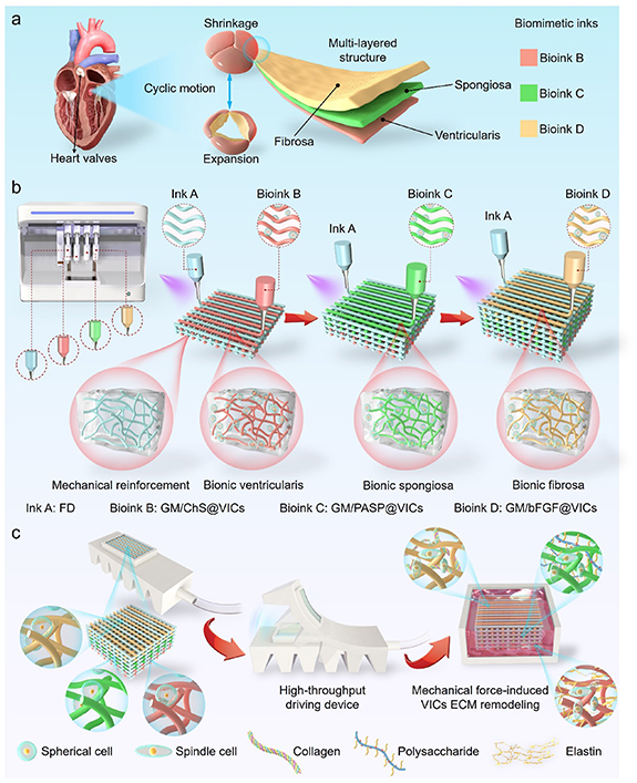 Multi-nozzle bioprinting of biomimetic tissue models with mechanical ...