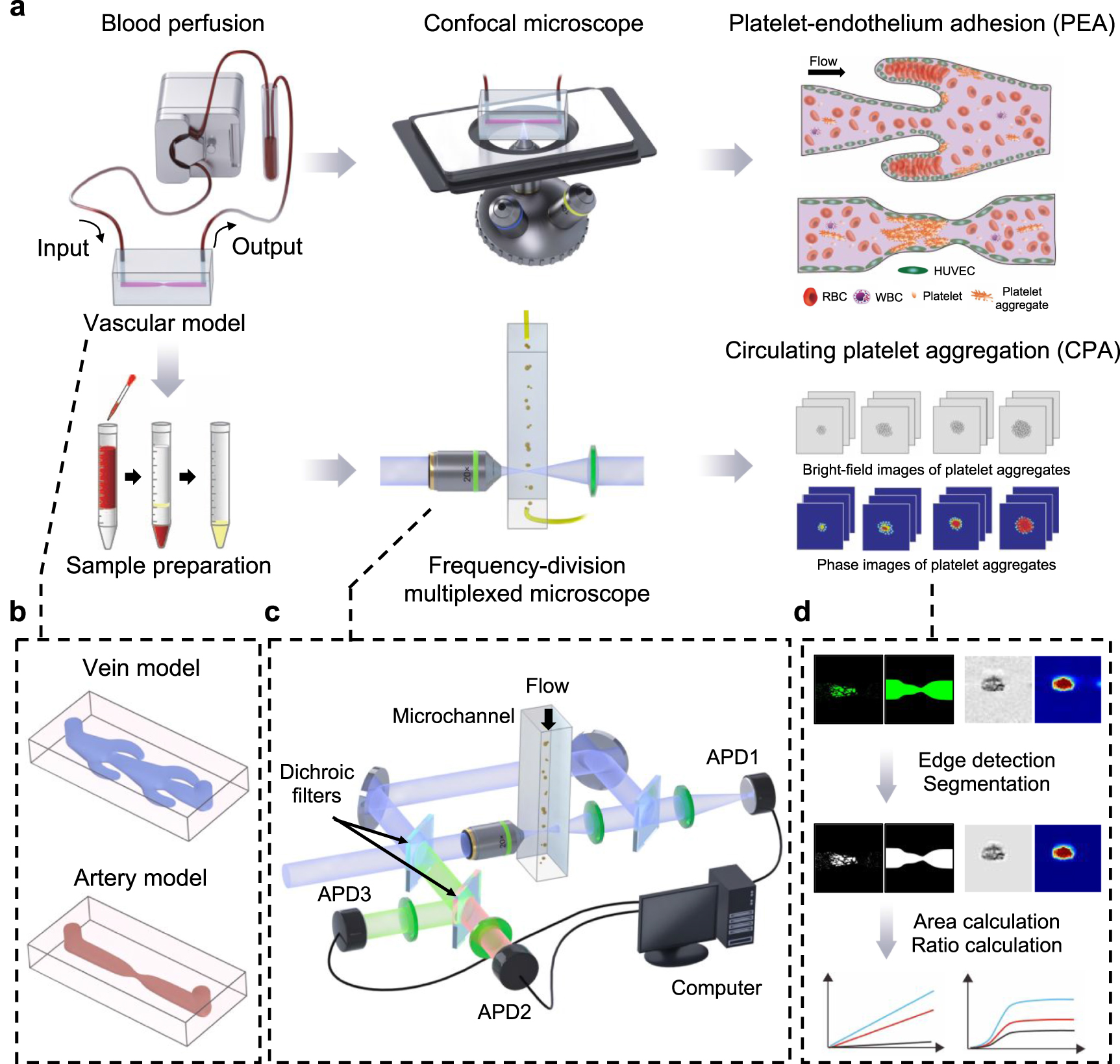 Real-time imaging of platelet dynamics in engineered arterial, venous ...