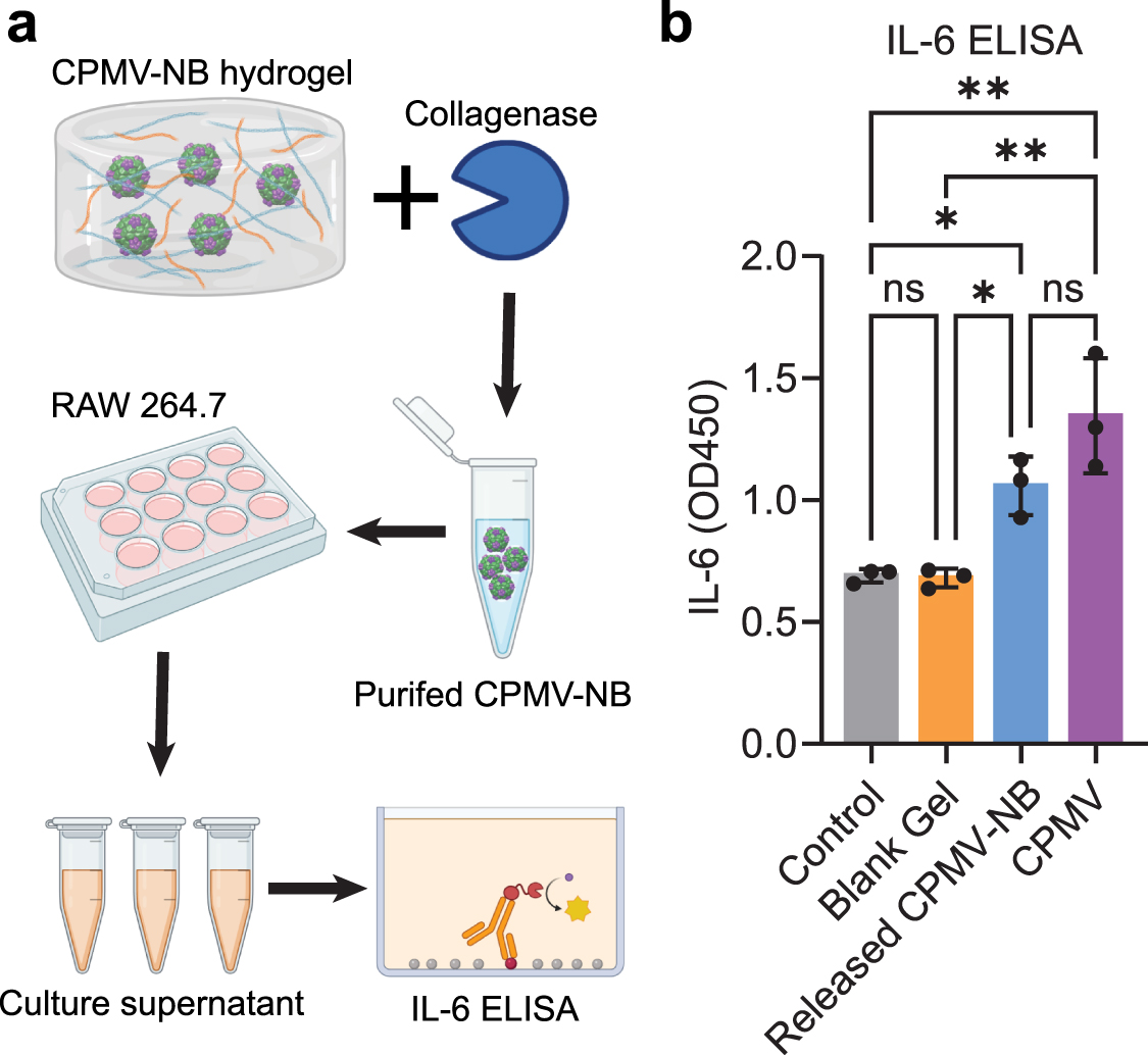 Bioprinting collagenase-responsive hydrogel for controlled release of ...