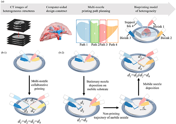 High-precision path planning for multi-material 3D bioprinting of ...