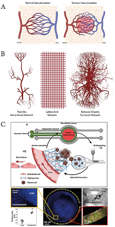 Vascularisation in 3D bioprinted models: emerging solutions engineering ...