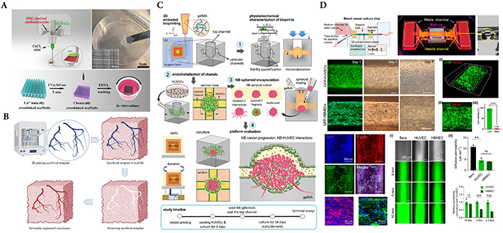 Vascularisation in 3D bioprinted models: emerging solutions engineering ...