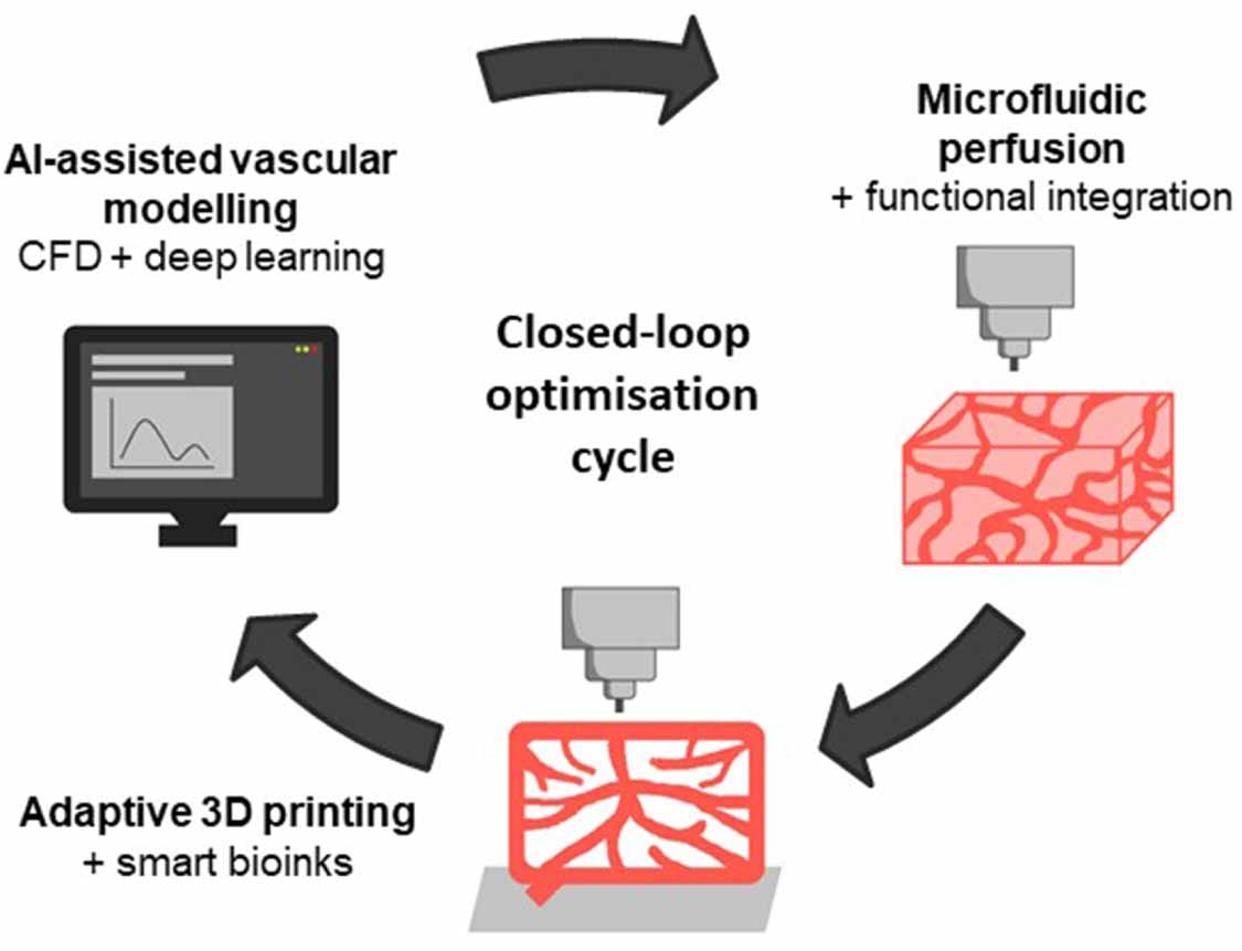 Vascularisation in 3D bioprinted models: emerging solutions engineering ...