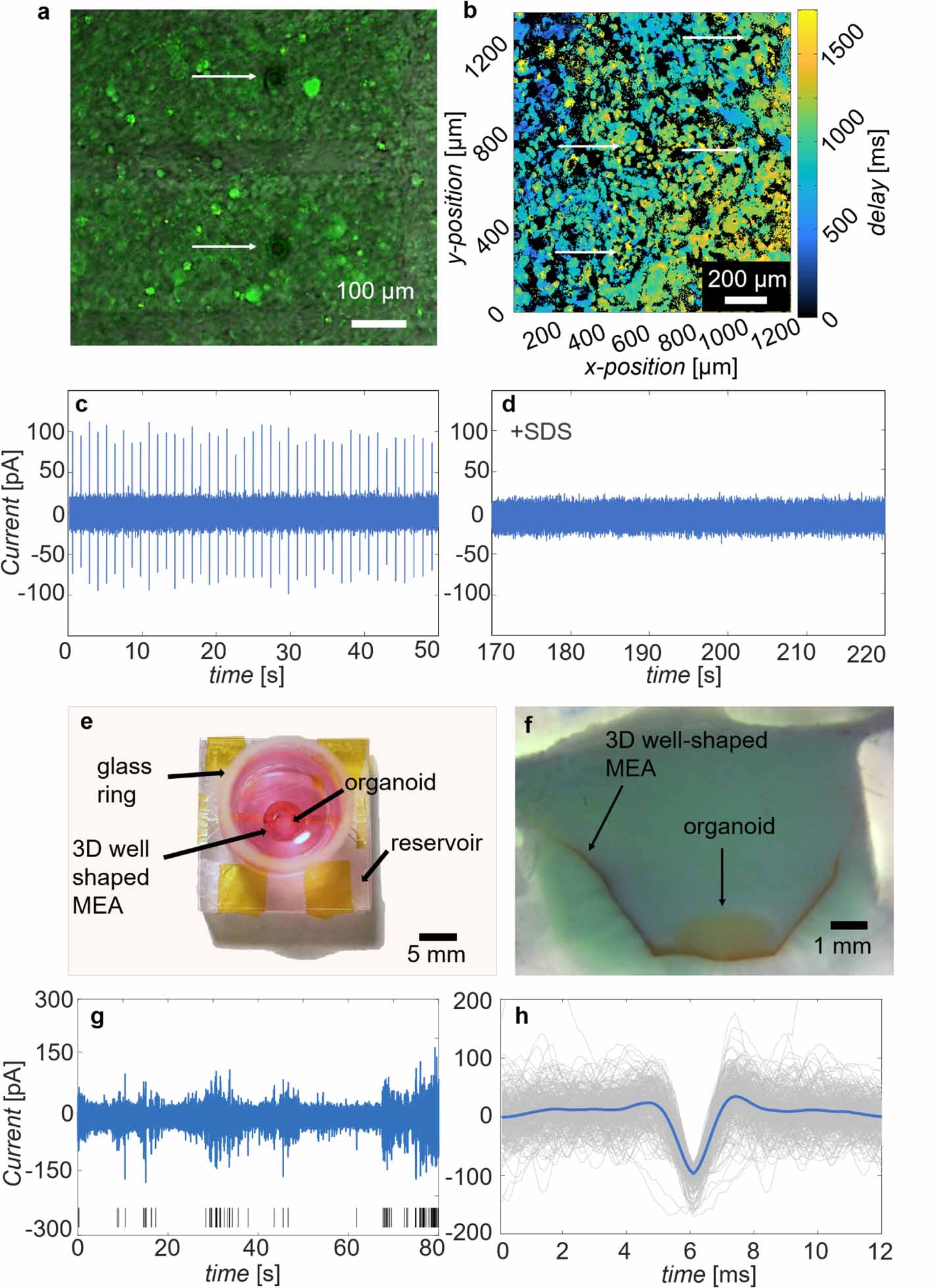 Rapid prototyping of a 3D well-shaped, porous, microelectrode array for ...