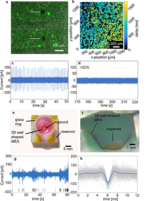 Rapid prototyping of a 3D well-shaped, porous, microelectrode array for ...