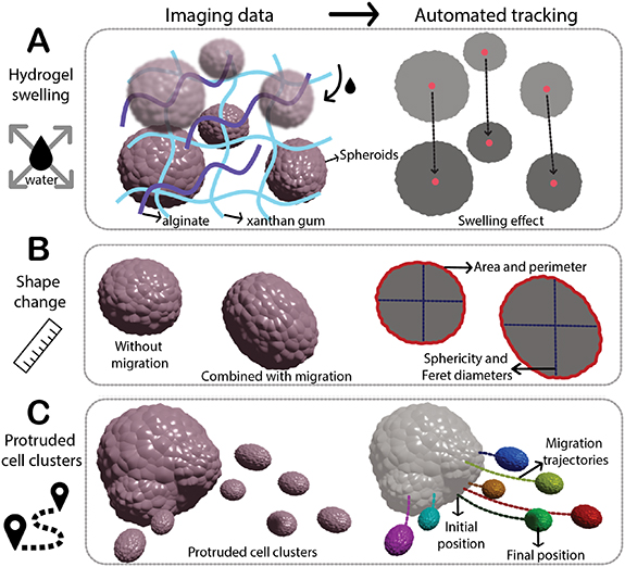 An automated pipeline for tracking and measuring cell spheroids ...