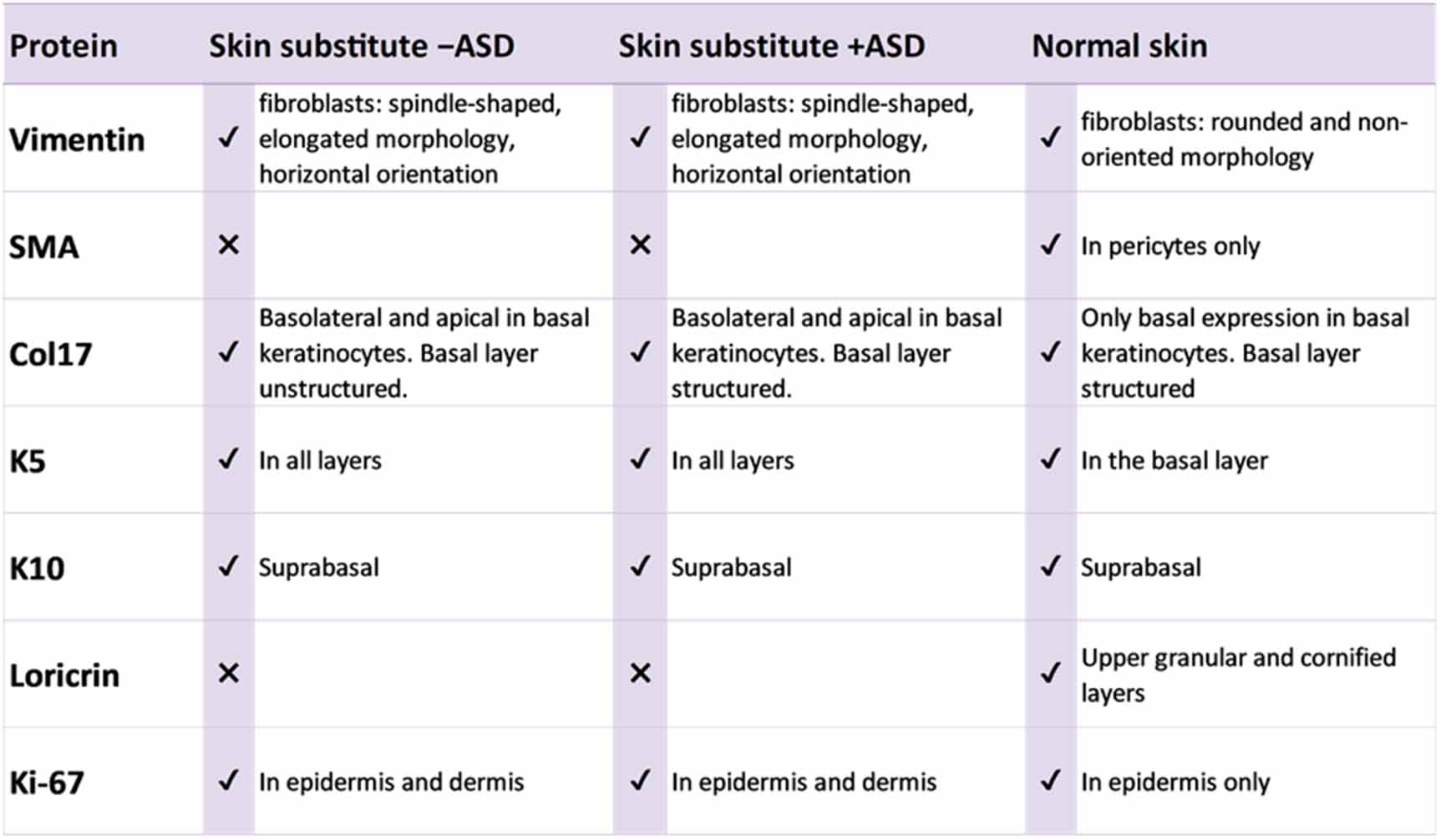 Radial constraint of plastically compressed human dermo-epidermal skin ...