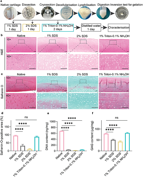 Light-activated cartilage decellularised extracellular matrix hydrogels ...