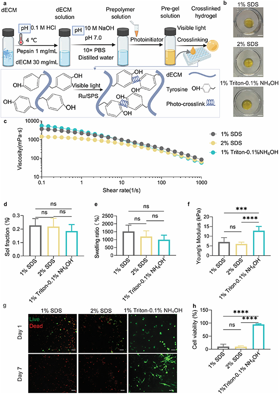 Light-activated cartilage decellularised extracellular matrix hydrogels ...