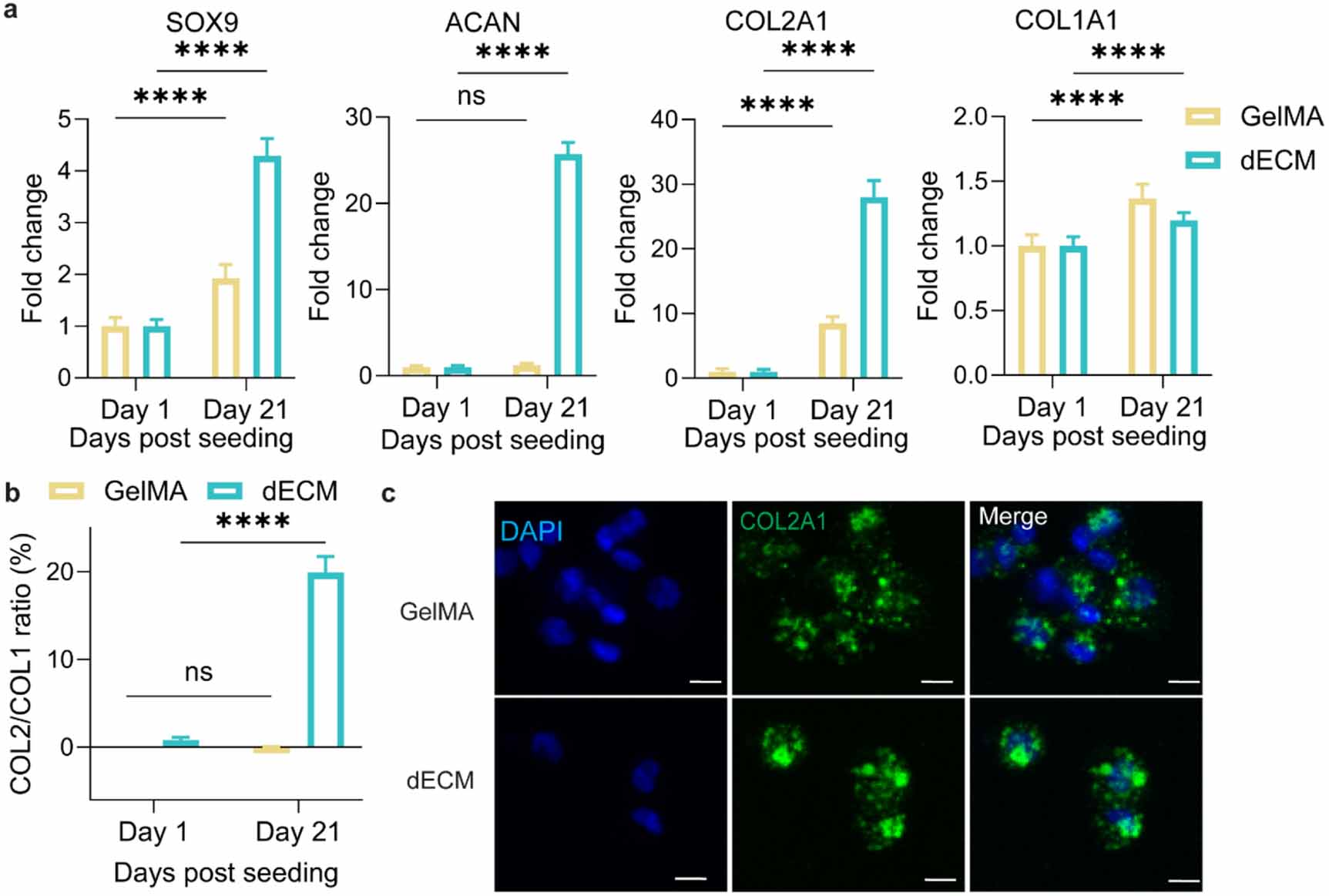 Light-activated cartilage decellularised extracellular matrix hydrogels ...