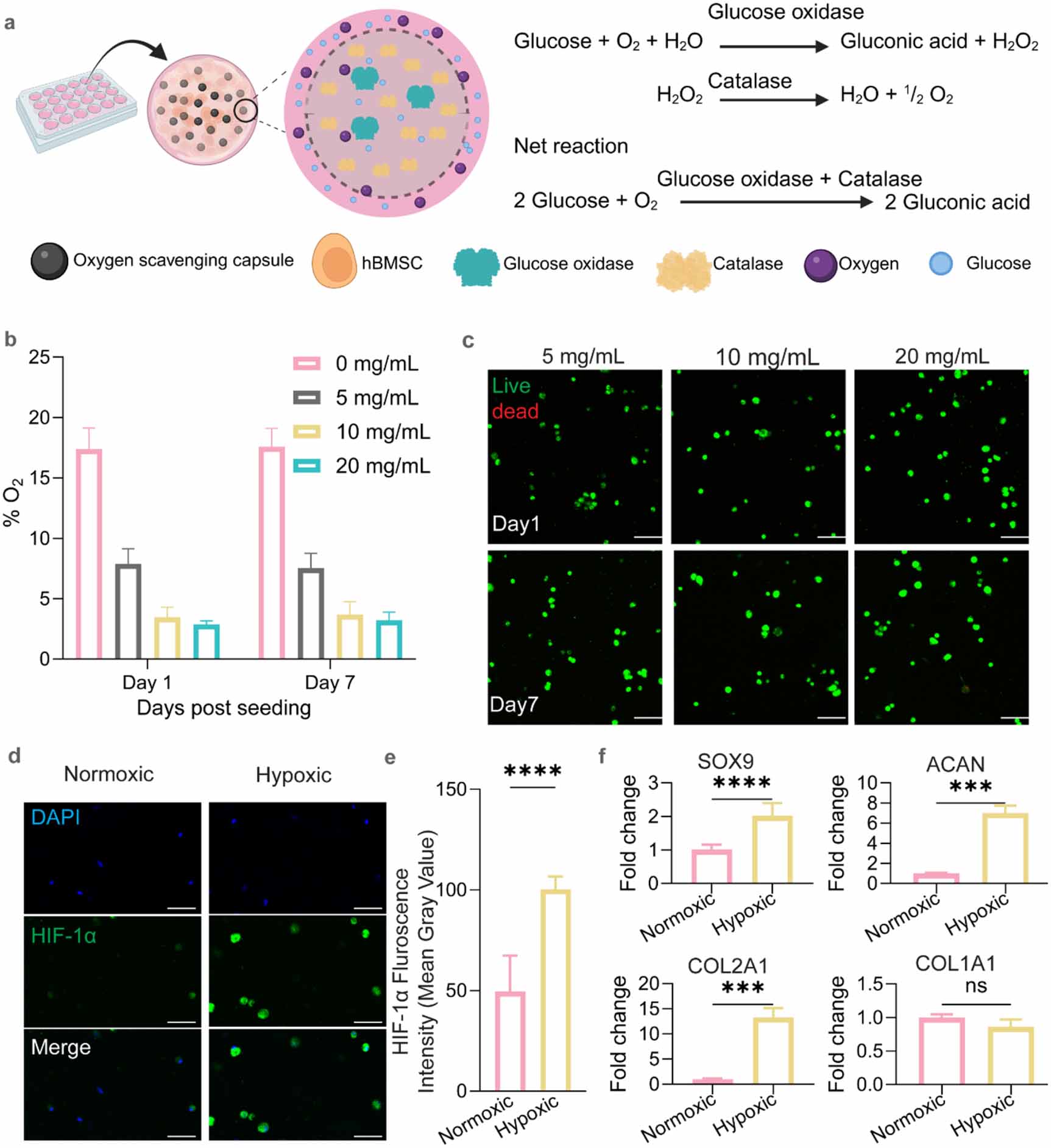 Light-activated cartilage decellularised extracellular matrix hydrogels ...
