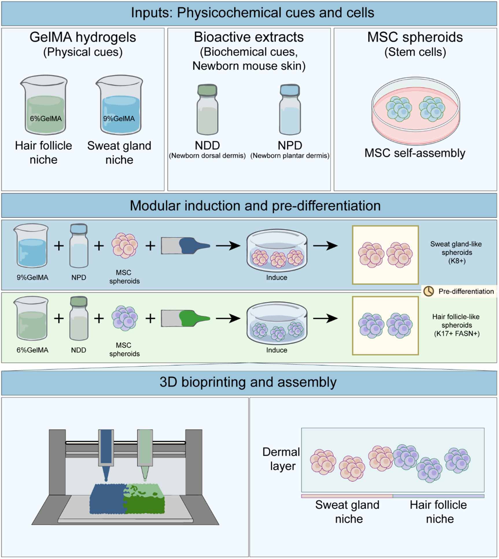 Physicochemically guided modular assembly of a multi-appendage