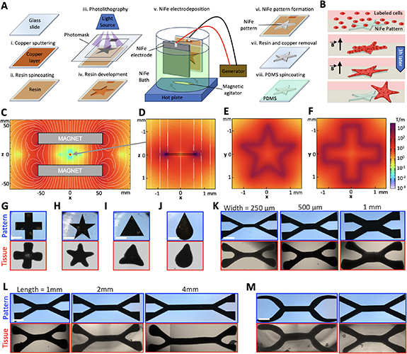 Magnetic bioprinting: shaping initial tissue geometry and probing ...