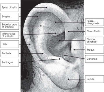 Preauricular Rhytids Auricular reconstruction using biofabrication-based tissue engineering ...