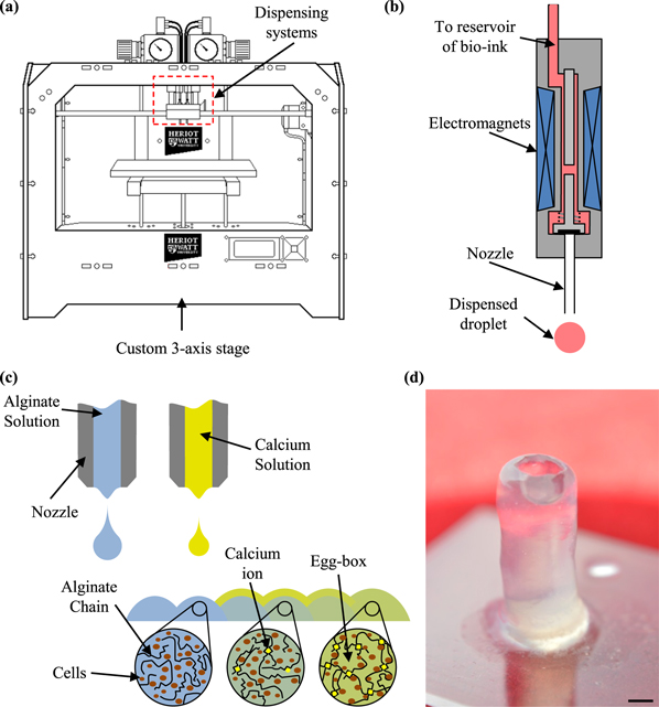 Bioprinting of human pluripotent stem cells and their