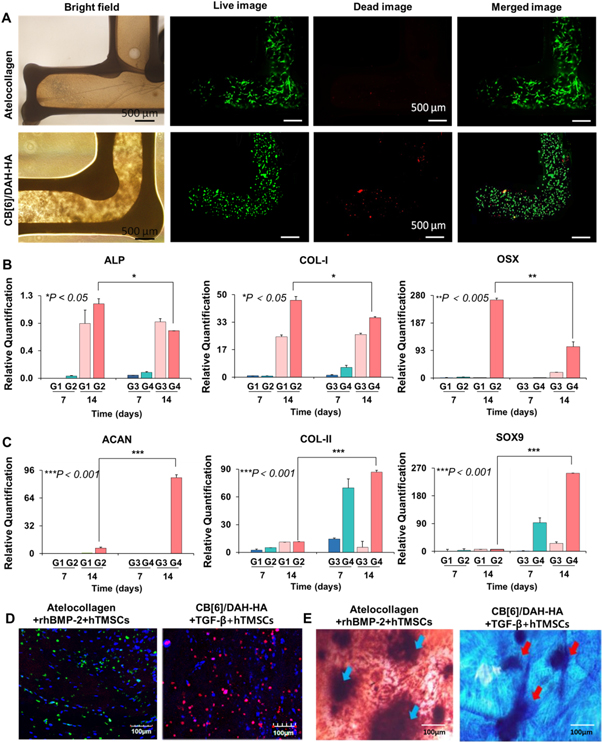 Three-dimensional bioprinting of multilayered constructs containing ...