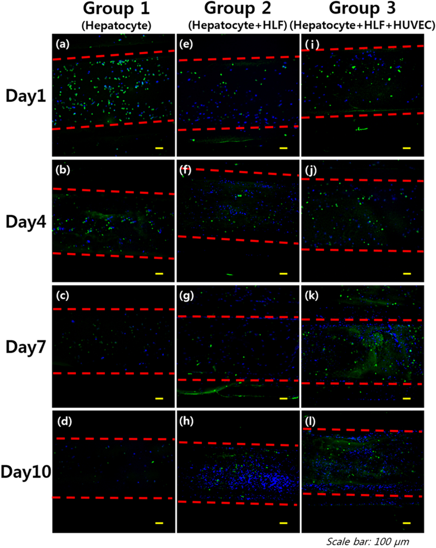 Development of a 3D cell printed construct considering angiogenesis for ...