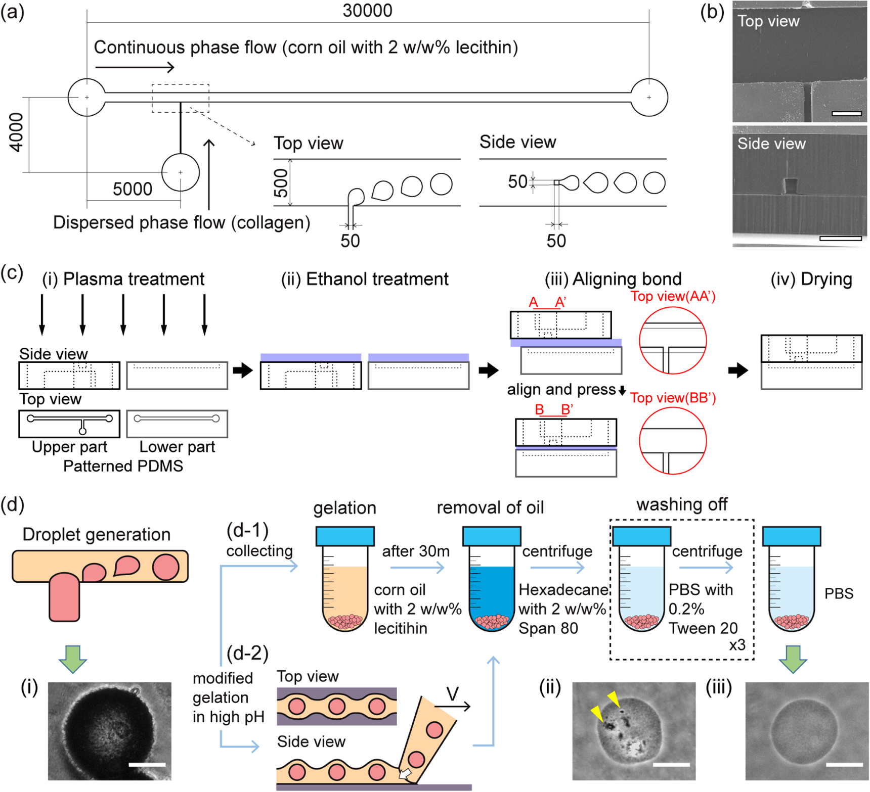 Fabrication of type I collagen microcarrier using a microfluidic 3D T ...