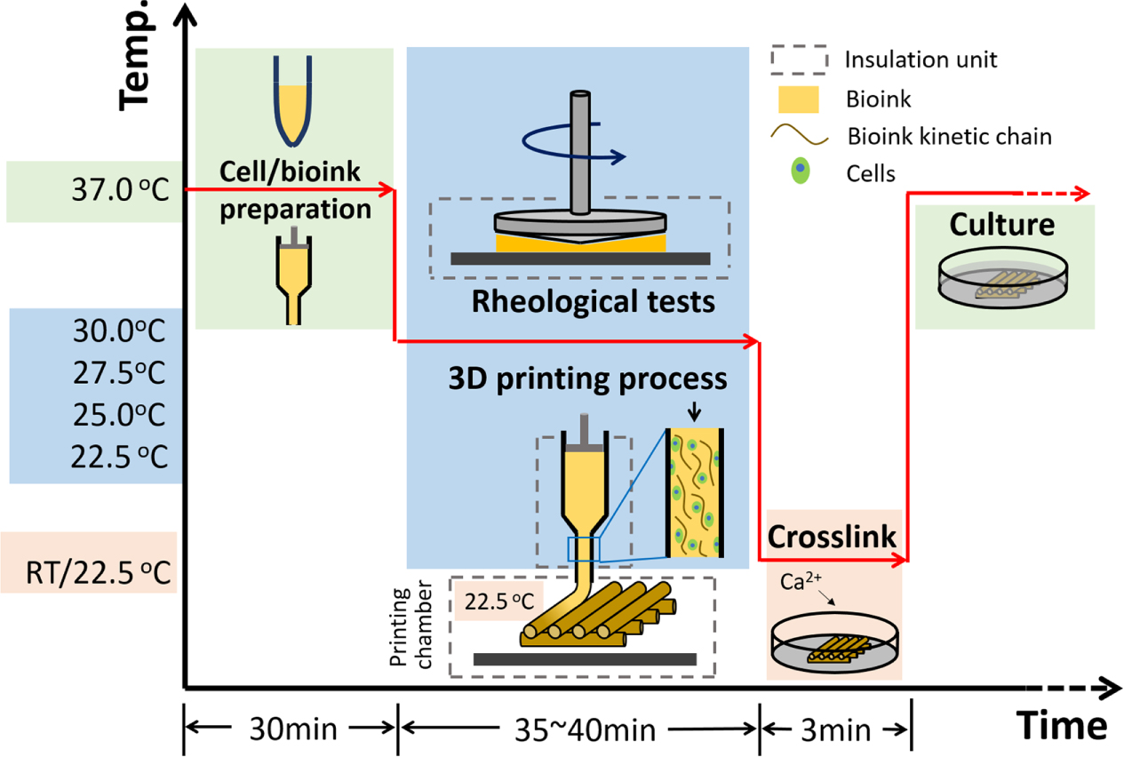 Effect of bioink properties on printability and cell viability for 3D ...