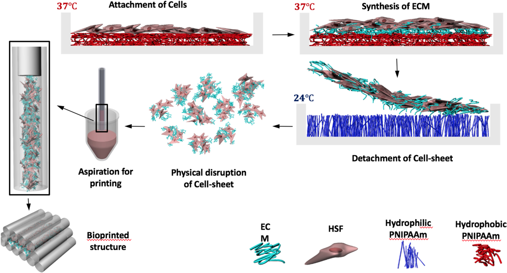 Cell sheet based bioink for 3D bioprinting applications - IOPscience