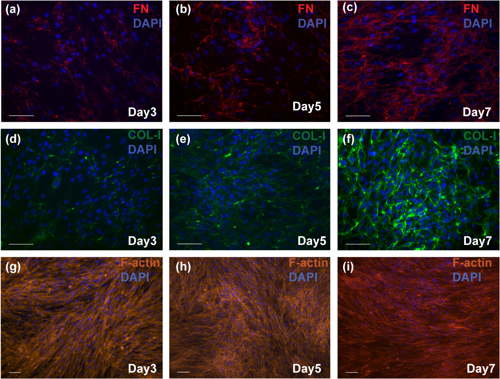 Cell sheet based bioink for 3D bioprinting applications - IOPscience