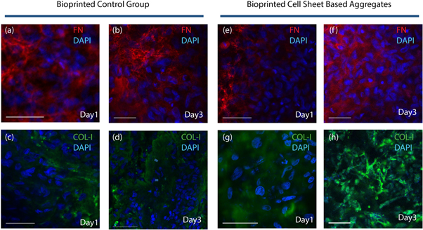 Cell sheet based bioink for 3D bioprinting applications - IOPscience