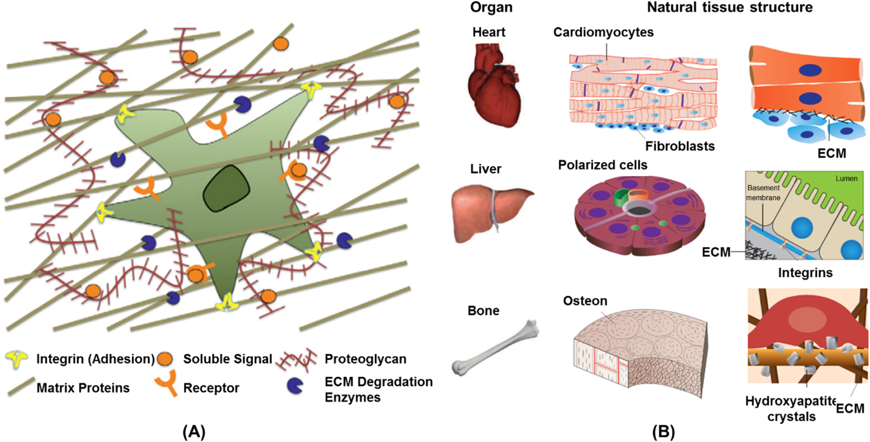Decellularized extracellular matrix: a step towards the next generation ...