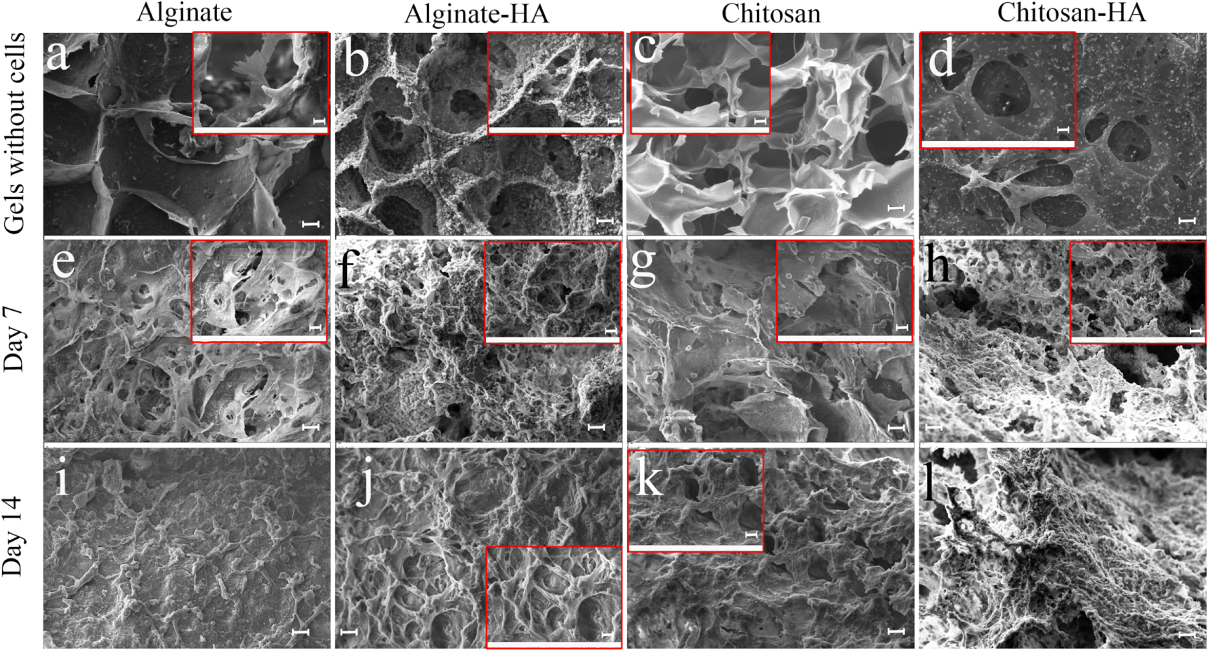 A bioprintable form of chitosan hydrogel for bone tissue engineering ...