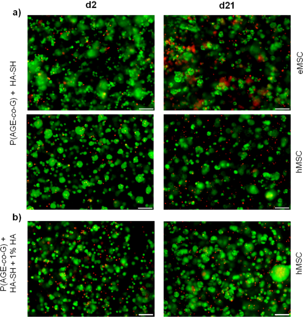 Double printing of hyaluronic acid/poly(glycidol) hybrid hydrogels with