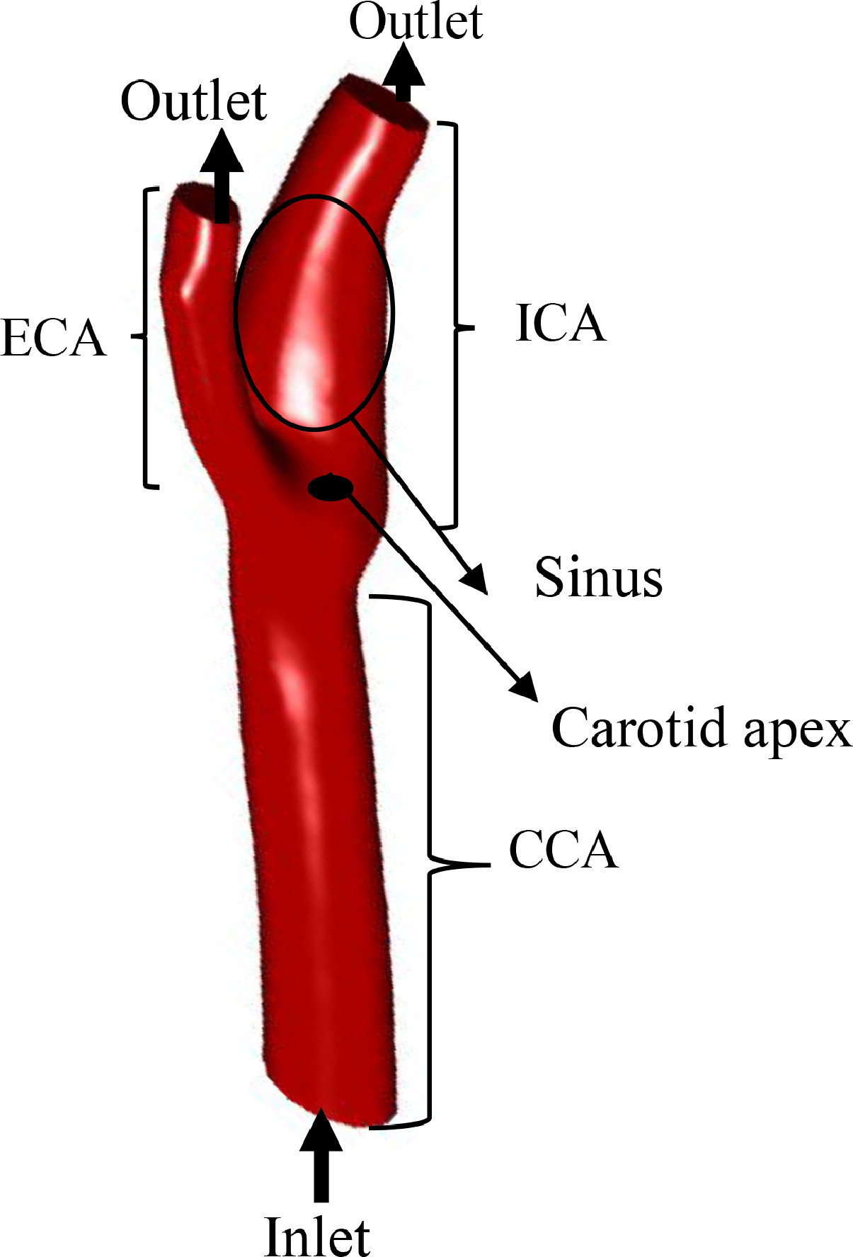 Fluid-structure interaction study of hemodynamics and its biomechanical ...