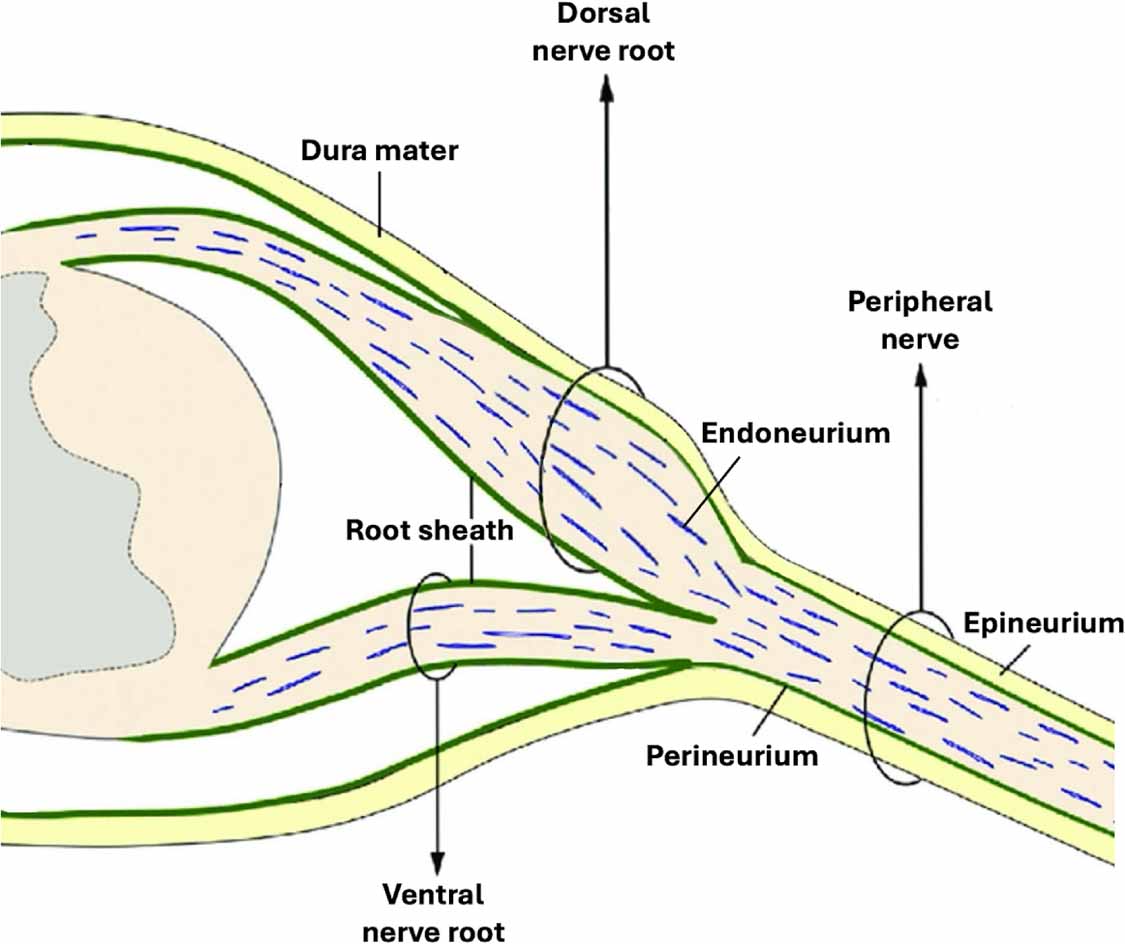 Nerve Root Contents Mechanical behavior of nerve roots and pain mechanisms: insights and ...