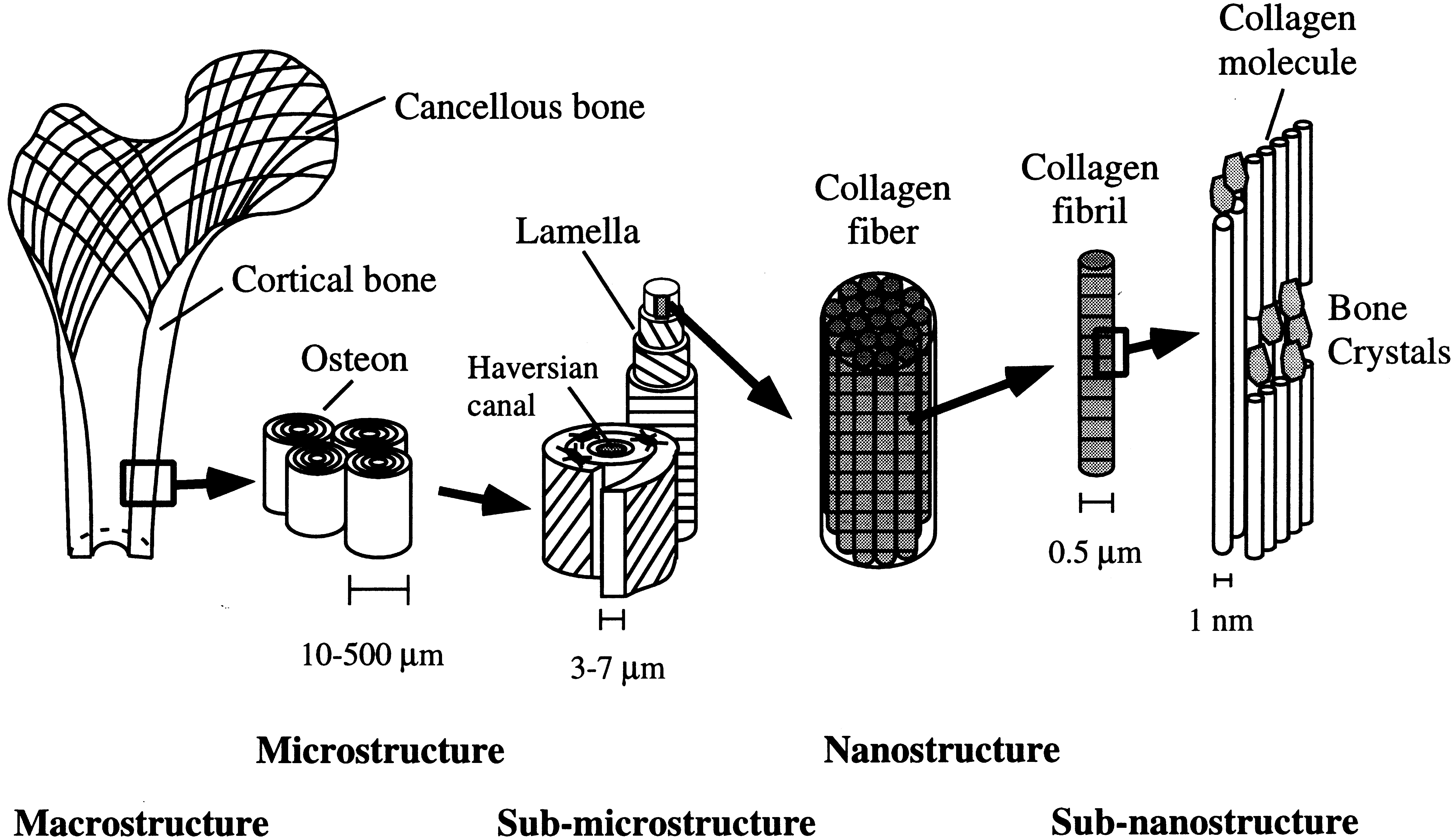 Mechanical properties and the hierarchical structure of bone - IOPscience
