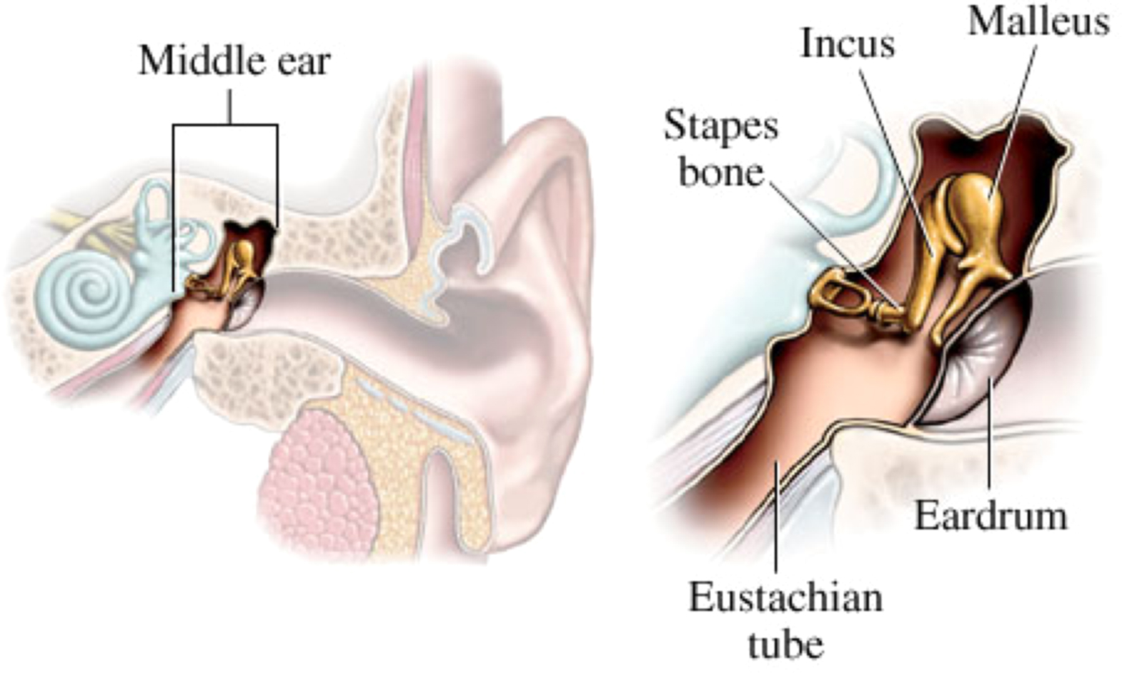 Model-oriented review and multi-body simulation of the ossicular chain ...