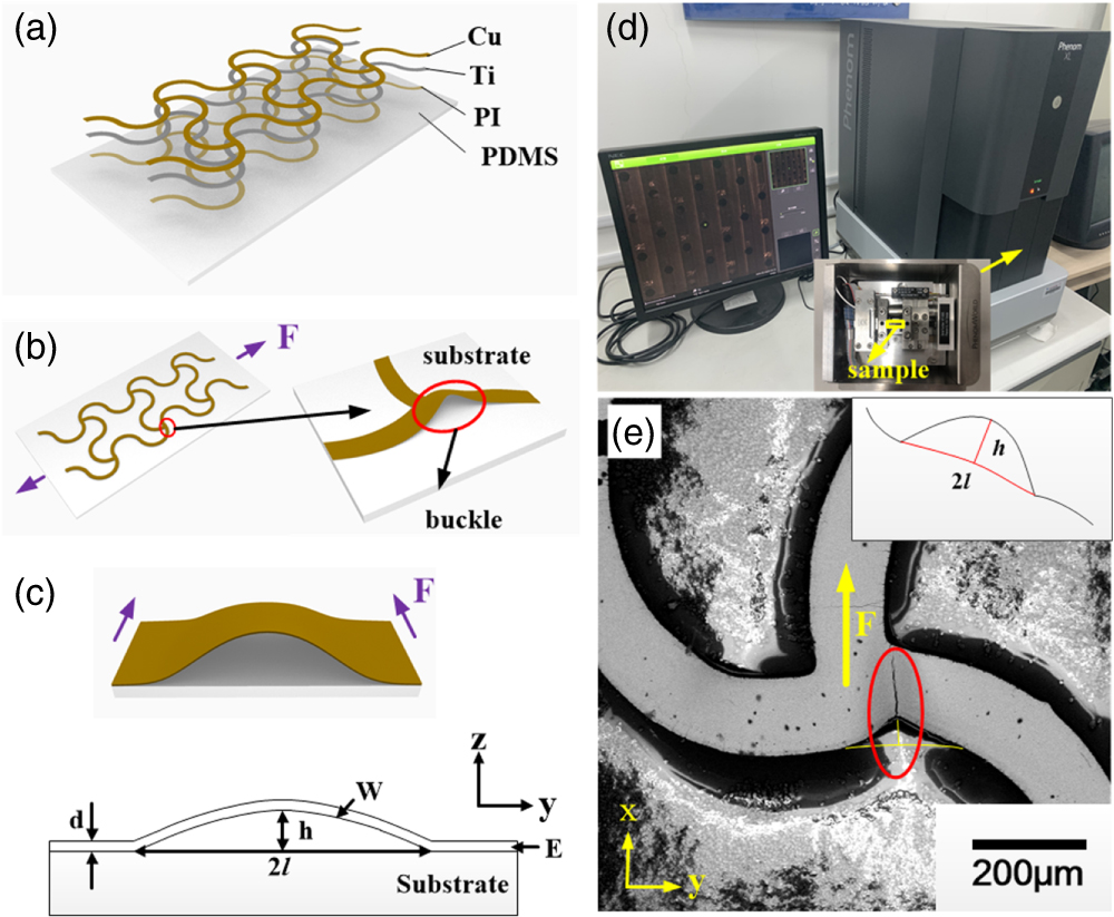 In situ SEM observation and interface adhesion strength analysis of a ...