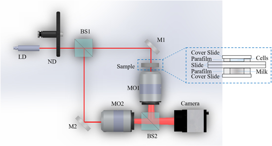 Quantitative phase imaging of cells through turbid media based on ...