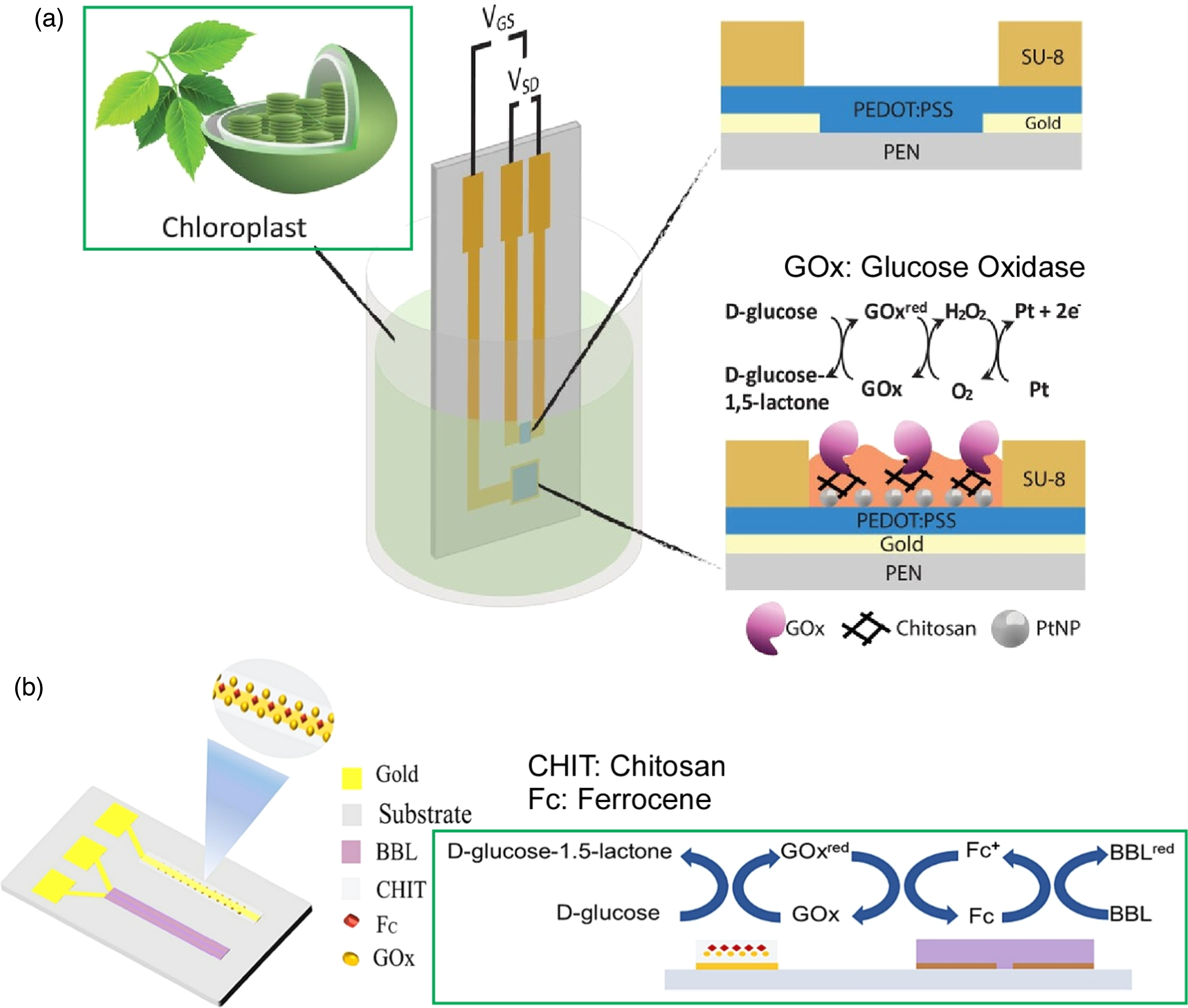 Biochemical pathways for device nanoarchitectonics: organic ...