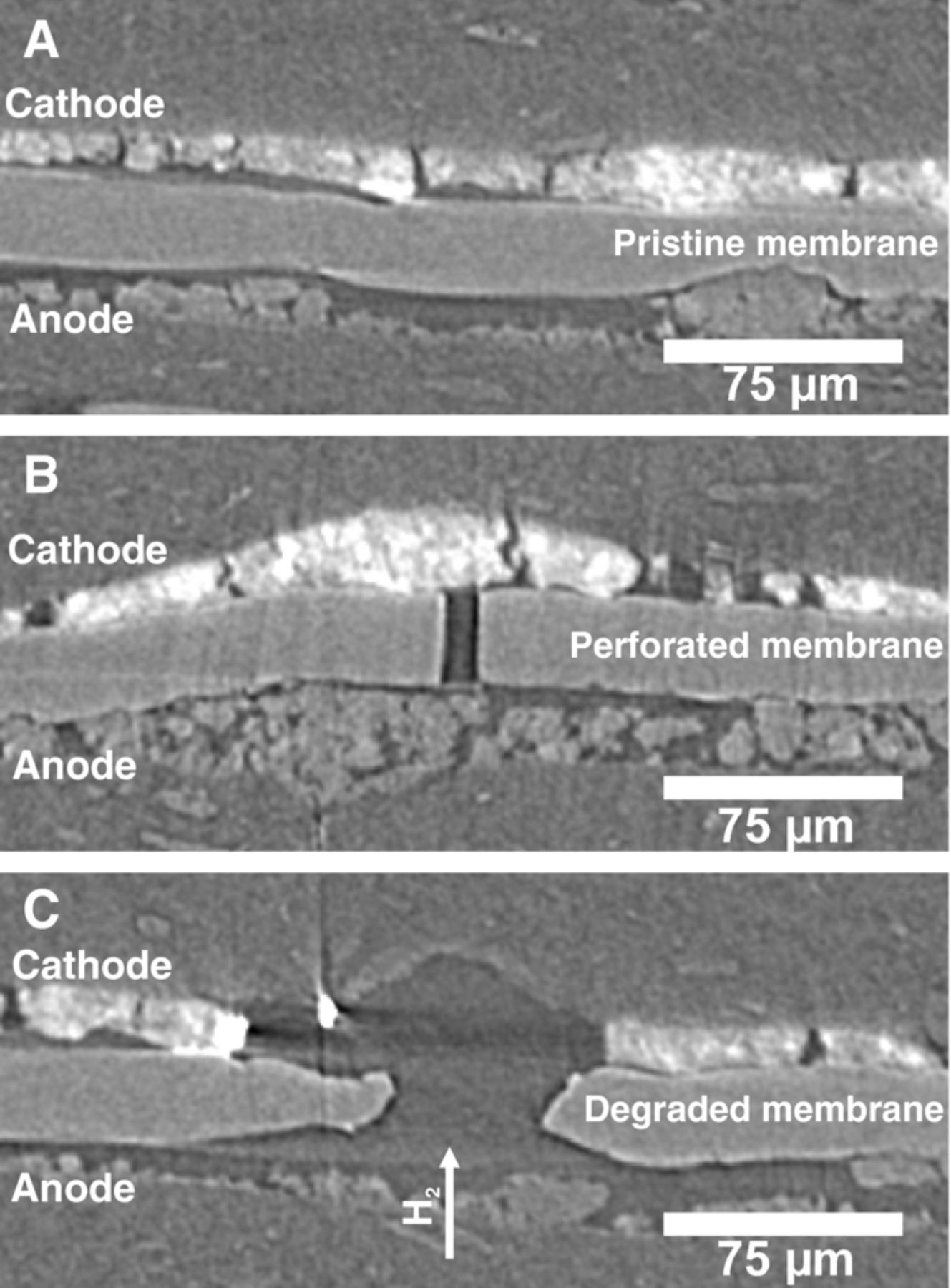 Local Degradation at Membrane Defects in Polymer Electrolyte Fuel Cells ...