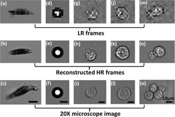 Figure 2. Refer to the following caption and surrounding text.