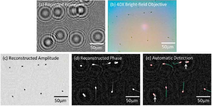 Figure 3. Refer to the following caption and surrounding text.