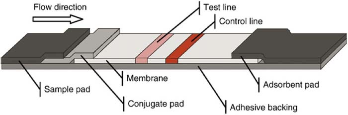 Figure 4. Refer to the following caption and surrounding text.