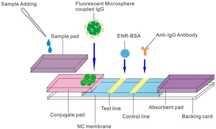 Figure 5. Refer to the following caption and surrounding text.