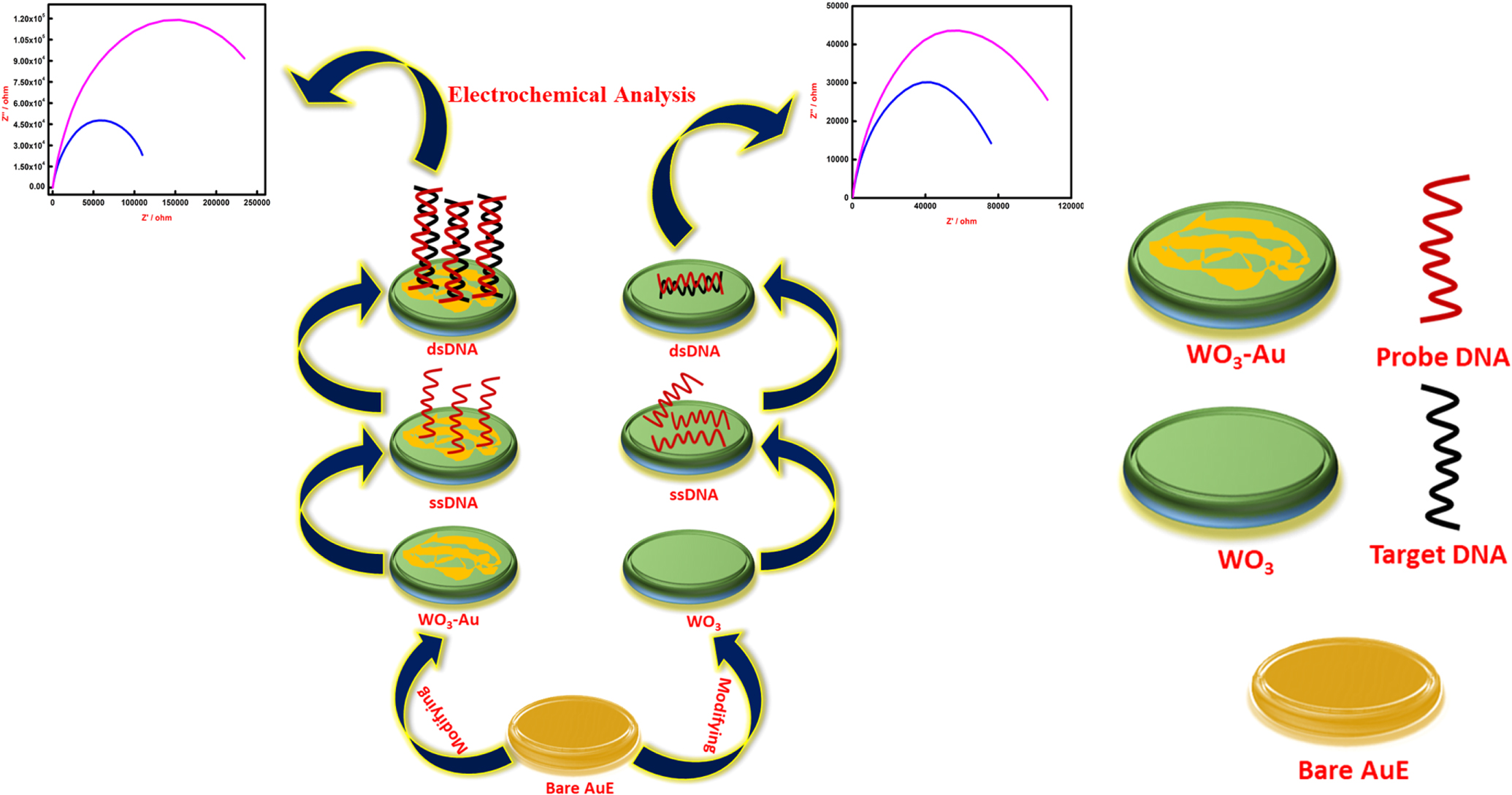Electrochemical Ultrasensitive Label Free Escherichia Coli DNA ...