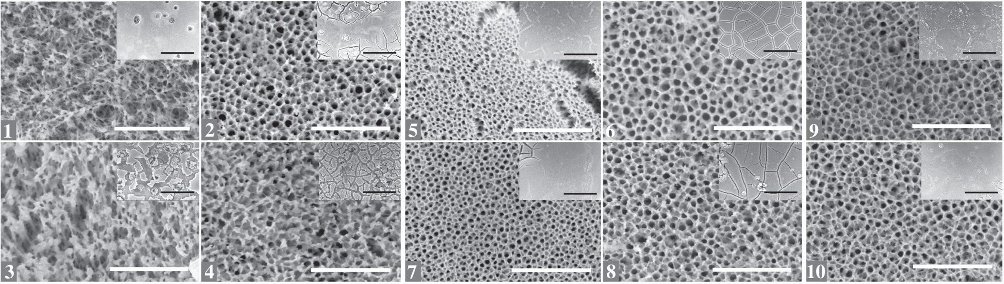 Corrosion Behavior of Anodic Self-Ordered Porous Oxide Layers on ...