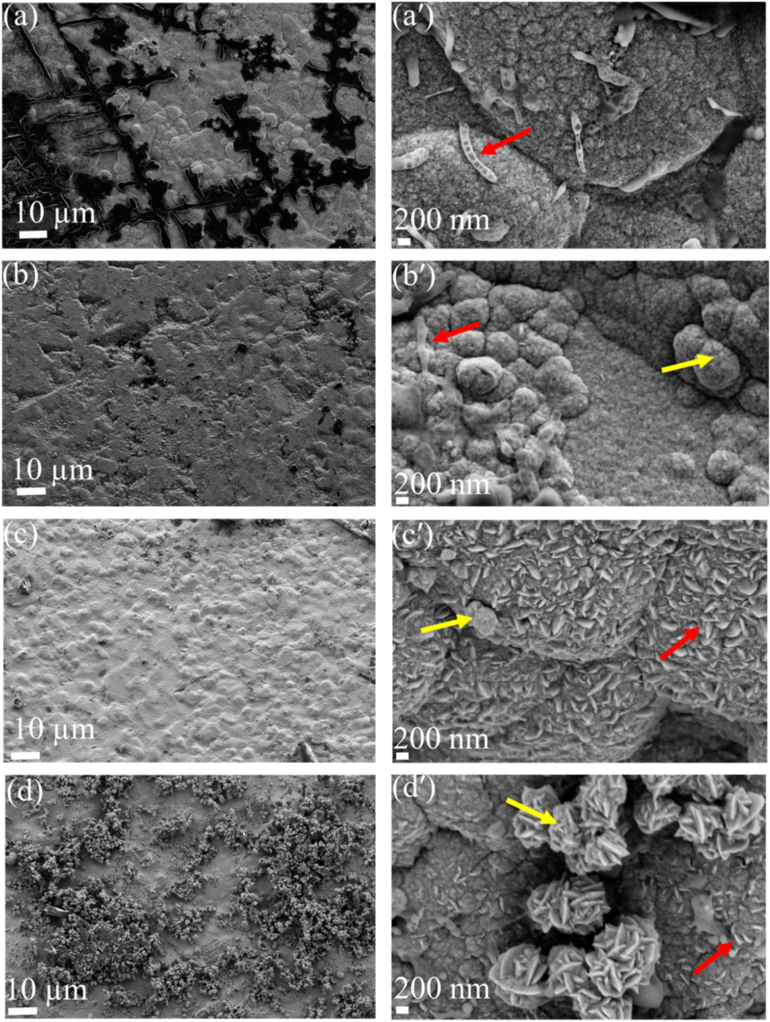 Effects of Palladium Chloride Concentration on the Nanoscale Surface ...