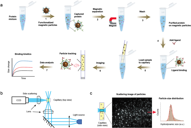 Magnetic Nanoparticle Tracking for One-Step Protein Separation and ...