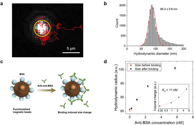 Magnetic Nanoparticle Tracking for One-Step Protein Separation and ...