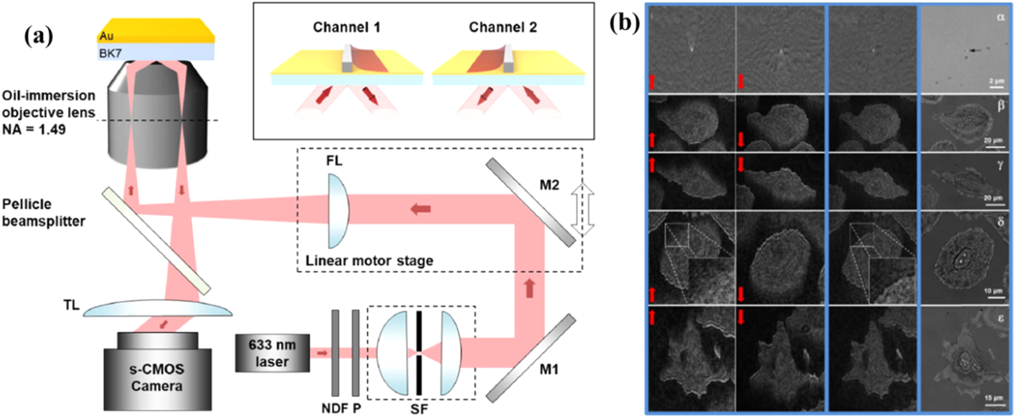 Review—Advances in Surface Plasmon Resonance Microscopy and Its ...